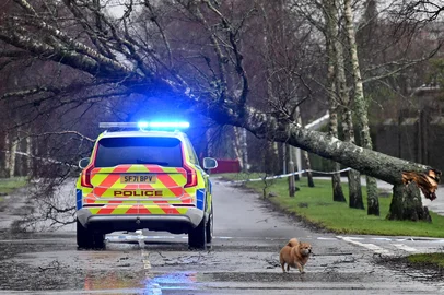 Um cachorro passa por um carro de polícia e uma árvore caída obstruindo a estrada em Helensburgh, Escócia, em 24 de janeiro de 2025, enquanto a tempestade Eowyn traz ventos de 100 mph para o Reino Unido e Irlanda. Um raro alerta vermelho para vento, que alerta sobre "condições muito perigosas" e rajadas de até 100 mph, foi emitido pelo Met Office para Irlanda do Norte e Escócia na sexta-feira. (Foto de ANDY BUCHANAN / AFP)<!-- NICAID(15961188) -->