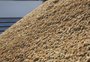 Leilão público de arroz vende só 30% do volume; nova rodada está prevista para semana que vem