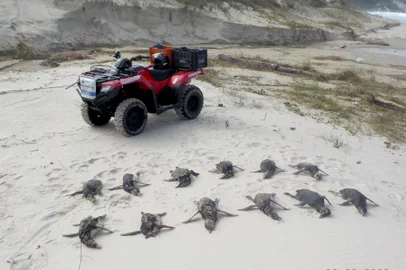 Pinguins encontrados na ilha de Florianópolis e recolhidos pela Associação R3 Animal.<!-- NICAID(15150861) -->