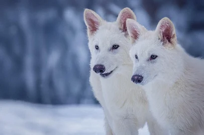 A espécie lobo-terrível ("dire wolf", em inglês) foi considerada extinta há mais de 10 mil anos. Em um desenvolvimento científico inovador, a empresa norte-americana de engenharia genética Colossal Biosciences anunciou nessa segunda-feira (7) a "desextinção" do animal.<!-- NICAID(16012082) -->