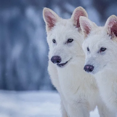 A espécie lobo-terrível ("dire wolf", em inglês) foi considerada extinta há mais de 10 mil anos. Em um desenvolvimento científico inovador, a empresa norte-americana de engenharia genética Colossal Biosciences anunciou nessa segunda-feira (7) a "desextinção" do animal.<!-- NICAID(16012082) -->