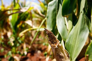 André Ávila / Agencia RBS André Ávila / Agencia RBS