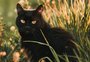 Veja cuidados a se ter com gatos pretos no Halloween