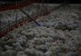 Ministério da Agricultura confirma emergência zoossanitária por gripe aviária no Brasil