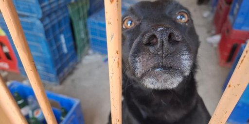 Cachorro acolhido em mercado precisa de adoção