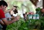 Feiras orgânicas em Porto Alegre: veja onde comprar ingredientes frescos e direto do produtor