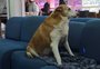 Silveira, cão que fez grande sucesso na internet, ganha lar após viver por anos na UFSM