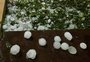 Sobe para mais de 4 mil o número pessoas afetadas pelo temporal de granizo que atingiu o RS