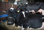 De vacas leiteiras a quase 500 ovinos, animais começam a chegar para a Fenasul Expoleite