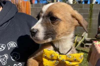 Feira de adoção do Grupo de Apoio Pet de Caxias do Sul 2022<!-- NICAID(15106298) -->
