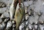 Venda de peixes na Semana Santa deve ser quase 20% menor neste ano