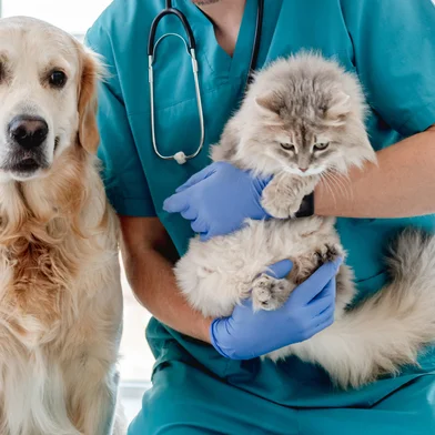 Smiling vet with golden retriever dog and fluffy cat in veterinarian clinic<!-- NICAID(16174957) -->