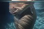PORTO ALEGRE, RS, BRASIL, 16-08-2018: A gestante Júlia Dal Santo posa numa piscina. Ela está grávida da filha Laura e deseja ter um parto humanizado. (Foto: Mateus Bruxel / Agência RBS)<!-- NICAID(13696951) -->