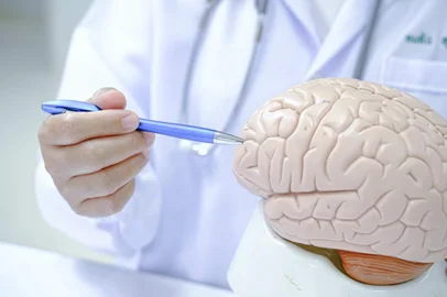 Doctor holding human Brain model. World Brain Tumor day, Brain S - Umaporn/stock.adobe.comFonte: 580768066<!-- NICAID(15387071) -->