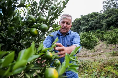 CAXIAS DO SUL, RS, BRASIL, 16/05/2025. Agricultor Jair Massuchini, de Cerro da Glória, prevê colher 25 toneladas de bergamota neste ano. Ele produz um tipo mais tardio, que é colhido no inverno. (Neimar De Cesero/Agência RBS)Indexador: Neimar De Cesero<!-- NICAID(16039060) -->