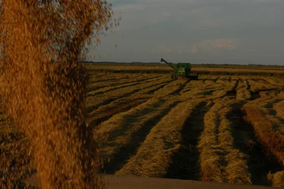 ***  Nauro-Colheita do Arroz em Pelotas  ***Segundo o Irga, o Rio Grande do Sul é responsável por cerca de 50% da produção de arroz do país. Dezessete por cento desta produção, só na Região Sul. O plantio do cereal no estado ultrapassa um milhão de hectares (163 mil hectares na Região Sul). Na Região Sul do Estado, a abertura da colheita se deu no início de março. Quarenta por cento da área de 1,2 mil hectares de arroz da propriedade da família Rechsteiner já foi colhida. Quatro máquinas trabalham na extração do cereal que está em seu ciclo médio, e foi plantado dia 22 de outubro. Atingindo, assim, a marca de seis mil sacos/dia de arroz colhido. Ritmo que deve se manter constante até o início de abril, se o tempo colaborar.<!-- NICAID(358691) -->