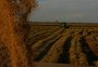 O que levou a Conab a antecipar contratos de opção de venda do arroz e por que setor questiona a medida