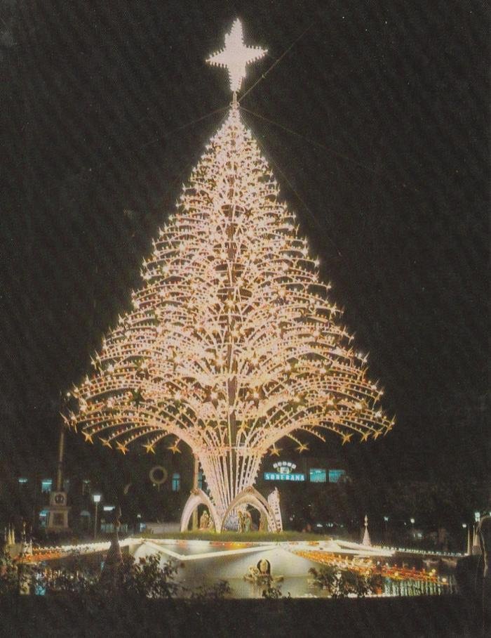 O mais belo pinheiro de Natal da Praça Dante | Pioneiro O mais belo pinheiro de Natal da Praça Dante | Pioneiro
