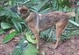 Cão farejador que ajudou a encontrar crianças após acidente aéreo está desaparecido na Colômbia