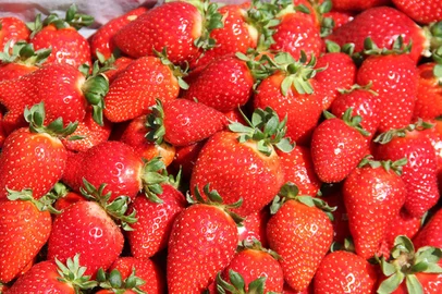 Francisco Lima / Embrapa Primeira cultivar gaúcha de morangos deve reduzir riscos e custos com mudas importadas<!-- NICAID(16244607) -->