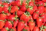 Primeira cultivar gaúcha de morangos deve reduzir riscos e custos com mudas importadas