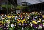 Primavera chega com retomada do cultivo de flores no RS; veja onde está concentrada a produção 