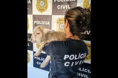 A Polícia Civil resgatou de dentro da cozinha um apartamento em Bagé, na Região Sul do Rio Grande do Sul, um filhote de ovelha furtado de uma propriedade rural. A ação aconteceu nesta quinta-feira (28).<!-- NICAID(16111735) -->
