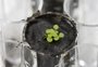 Cientistas conseguem cultivar plantas na Terra com solo lunar