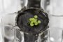 This University of Florida, Institute of Food and Agricultural Sciences (UF/IFAS) handout photo shows several Arabidopsis plants sprouting from lunar soil at a laboratory at the University of Florida in Gainesville on May 5, 2021. - A tiny pot of soil, but a big step for space agriculture: scientists have, for the first time, grown plants in a few grams of lunar soil, brought back decades ago by the Apollo astronauts. (Photo by Tyler JONES / UF/IFAS Communications / AFP) / RESTRICTED TO EDITORIAL USE - MANDATORY CREDIT "AFP PHOTO / UF/IFAS  " - NO MARKETING - NO ADVERTISING CAMPAIGNS - DISTRIBUTED AS A SERVICE TO CLIENTSEditoria: SCILocal: GainesvilleIndexador: TYLER JONESSecao: space programmeFonte: UF/IFAS CommunicationsFotógrafo: Handout<!-- NICAID(15095105) -->