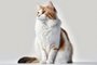 Advertisement cat sitting frontal isolated with white background. Generated by AI.Fonte: 577821920<!-- NICAID(15557152) -->