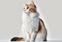 Gatos gostam do ambiente ou das pessoas? Como lidar quando há mudança de casa