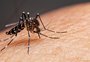 Outono gaúcho continua sendo propício para desenvolvimento do mosquito da dengue