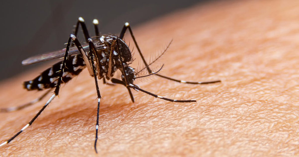 Como é o mosquito da dengue e como é a picada do inseto | GZH