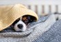 Campanha do Agasalho de Porto Alegre começa a receber doações para pets; veja pontos de coleta