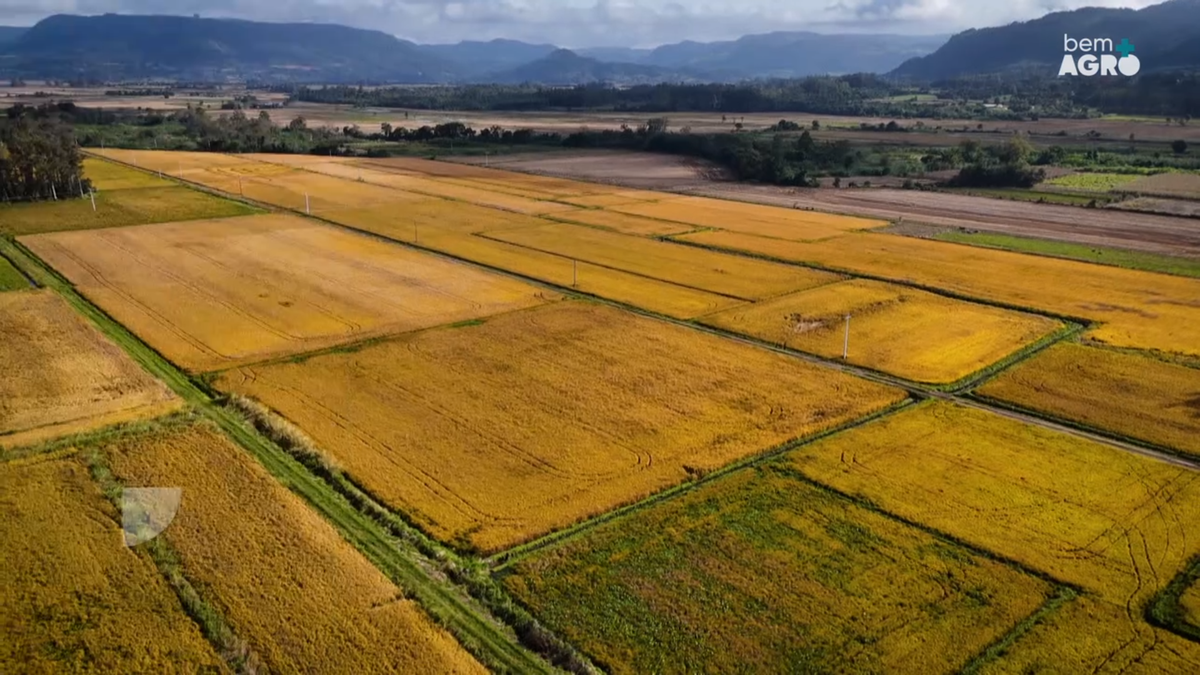 Arroz é Bem+ Agro | GZH