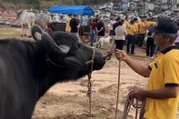 Búfalo de estimação é levado a enterro de pecuarista no RS