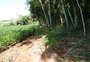 Mais de 11 mil metros quadrados de araucária são desmatados em Novo Barreiro