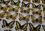 Estudo aponta queda da diversidade de insetos terrestres no Brasil