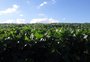 O mês que mudou o panorama da safra de grãos de verão no RS