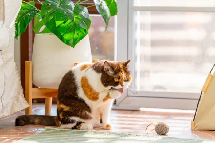 CandyRetriever / Shutterstock | Portal EdiCase