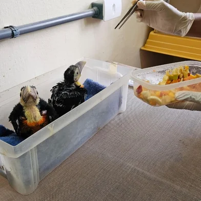 Núcleo da UFPel atende quase dois mil animais silvestres por ano no sul do Estado<!-- NICAID(16217520) -->