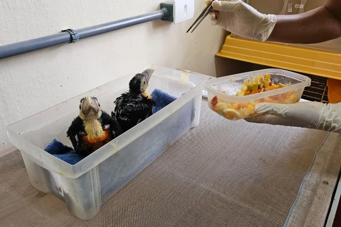 Stéfane Costa / RBS TV