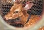 Veado resgatado em Dom Pedrito tinha marcas de mordidas de cachorros e outros machucados 