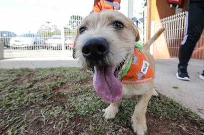 CAXIAS DO SUL, RS, BRASIL, 21/07/2024. Shopping Villagio Caxias celebra diversidade canina com Encontro de Vira-Latas. Na foto, Ivana Facchin com Téo (Neimar De Cesero/Agência RBS)Indexador: Neimar De Cesero<!-- NICAID(15819411) -->