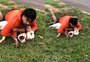 Professor de Muay Thai imobiliza pitbulls após ser atacado em Mato Grosso do Sul; veja vídeo