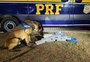 Mulher que viajava com 13 quilos de cocaína em ônibus de Florianópolis para Porto Alegre é presa na Freeway