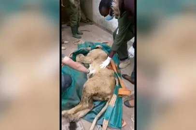 Kenya Wildlife Service captures a lion that caused panic after straying from its habitat in Nairobi National Park into a crowded neighbourhood during morning rush hour south of the Kenyan capital. <!-- NICAID(14846748) -->