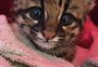 Médica veterinária alerta para resgate de animais silvestres sem necessidade