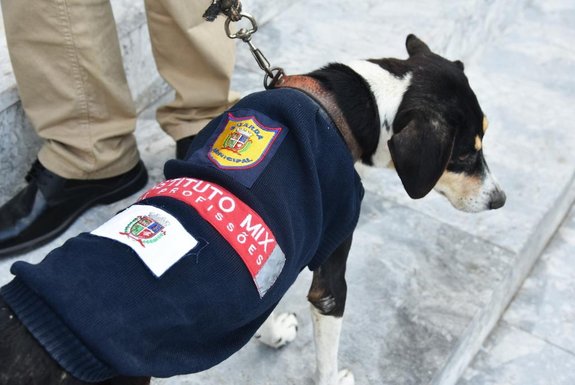 Projeto Recicla Fardas, da Guarda Municipal de Santa Cruz do Sul, em parceria com o Instituto Mix, transformas fardas em desuso em agasalhos para cães e gatos.<!-- NICAID(15744857) -->