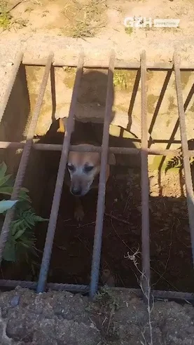 Bombeiros de Marau resgatam cão caramelo em bueiro
